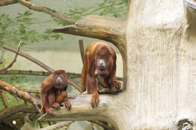 Rote Brüllaffen im Zoo: Warum sie lieber dösen statt brüllen