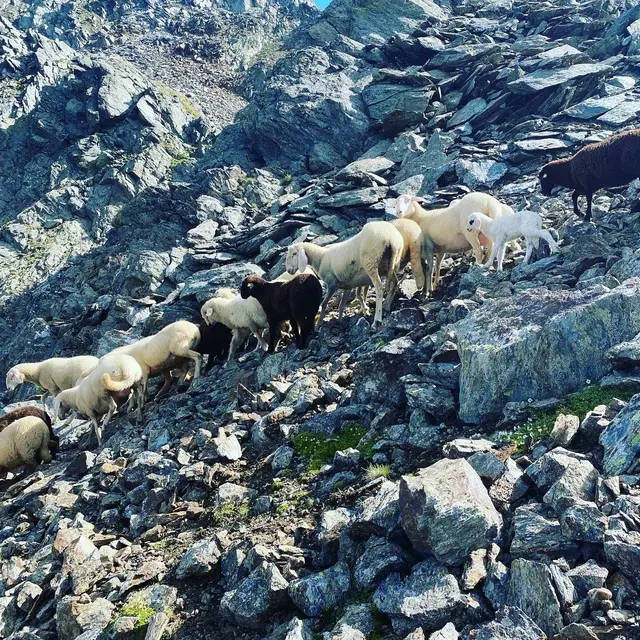 Das Gelände erschwert eine Umzäunung. | Foto: Privat