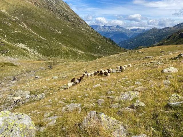 Die Schafe treibt es aufgrund der höheren Temperaturen im Sommer in höhere Lagen, was eine Umzäunung weiter erschwere. | Foto: Privat
