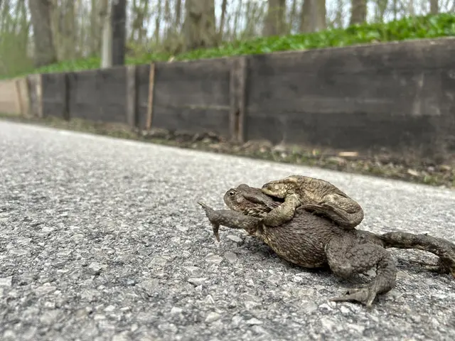 Ein Krötenpärchen auf gefährlicher Wanderschaft.  | Foto: Sigrid Peer