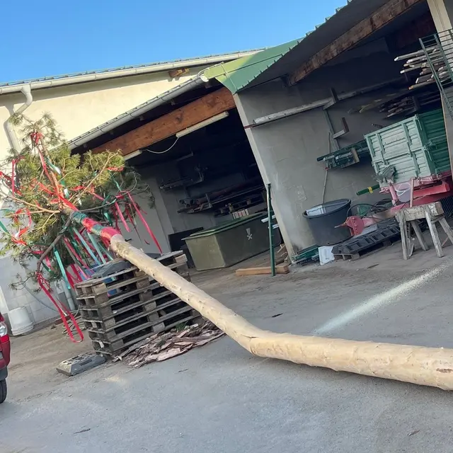 Maibaum zersägt, doch Gols lässt sich die Tradition nicht nehmen