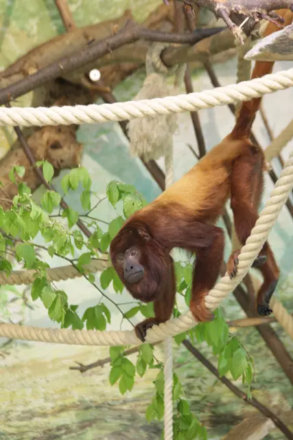 Foto: Zoo Salzburg/Ulrike Ulmann 