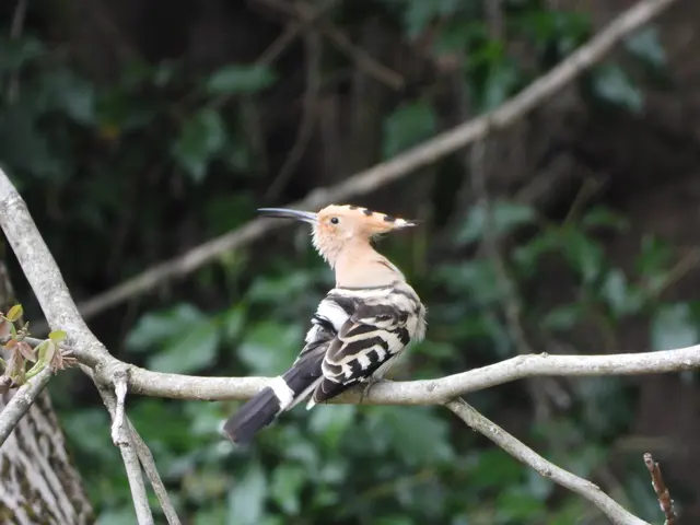 Ein seltener Gast im Garten  der Wiedehopf
