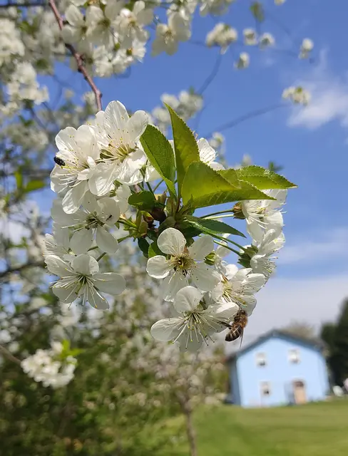 Einfach herrlich, wenn Wetter technisch weiterhin alles gut verläuft, gibt's wohl reiche Ernte. Freue mich schön auf Weichsel Likör, Weichsel Kompott und Weichsel Marmelade. Wünsche allen meinen Regionautenfreunden und Lesern meiner Beiträge einen wunderschönen Wochenstart...🍀🤗
 | Foto: Günther Koch