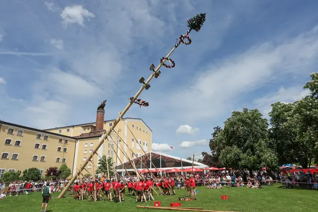 Maibaum-Aufstellen auf der Stiegl-Festwiese.
Foto: Stiegl