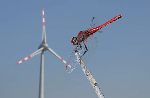 Lebensräume im Umfeld von Windkraftanlagen: Bei sorgfältiger Planung können Windparks und Artenvielfalt nebeneinander bestehen. | Foto: Johann Stritzinger / IG Windkraft