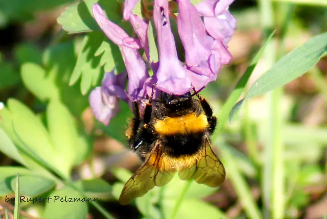Eine Erdhummel auf einem Lerchensporn zeigt uns Rupert Pelzmann. Danke dafür!  | Foto: Rupert Pelzmann