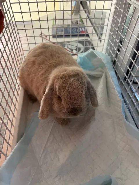 Dieses Kaninchen wurde auf der Autobahn am Knoten Wels entdeck. | Foto: THG
