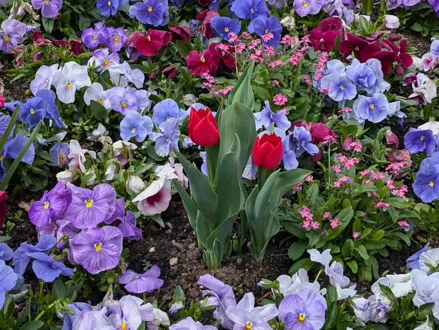 Mach Freude mit Blumen... | Foto: Bernd Haider