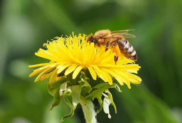 Die Bienen und Hummeln lieben den Löwenzahn. Ich habe noch nicht begonnen zu mähen. Diese wichtige Nahrung gehört den Insekten. Sie brauchen es dringend.