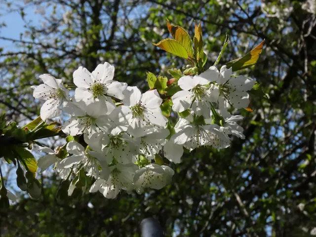 BILDER AUS DEM SCHWARZATAL