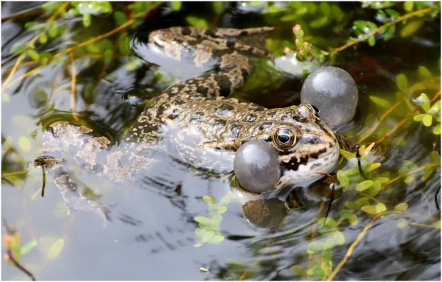 es wird lautstark um die Weibchen geworben, sogar das Wasser vibriert  