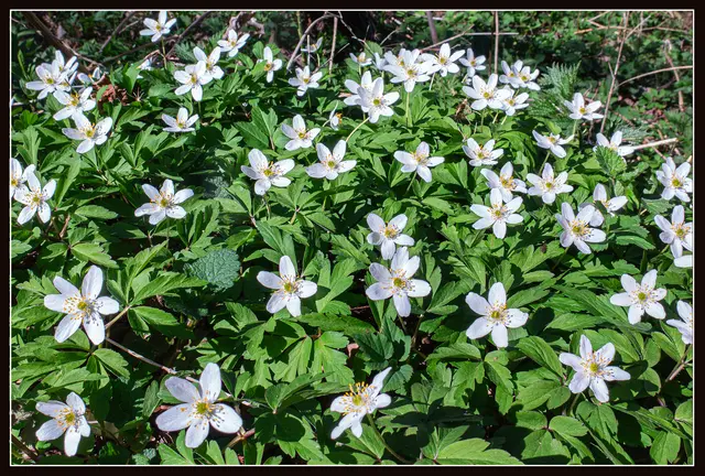 Die frühblühenden Frühlingsboten zieren wieder den Waldboden.