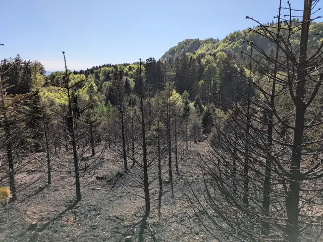 Foto: FOTOKERSCHI/FEUERWEHR PEHIGEN