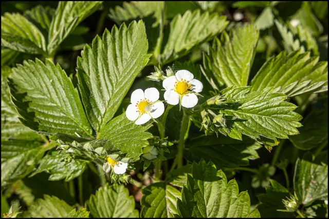 Aber ein wenig hat das Erdbeerpflänzchen noch Zeit um mit seinen Roten Früchten Groß und Klein zu erfreuen . 