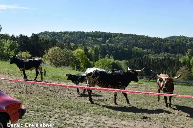 Foto: Gerald Dreisiebner