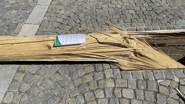 Landjugend-Maibaum in Bad Kreuzen "gefällt".  | Foto: Strudengau TV Franz Leitner
