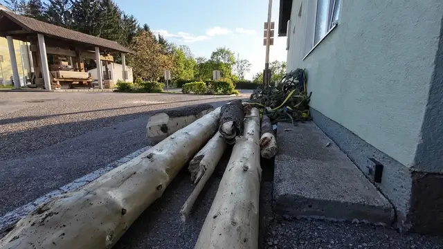 Maibaum umgeschnitten und Frau mitgeschliffen
