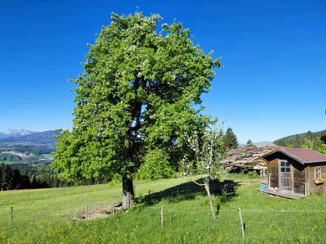 Foto: H.Bachinger