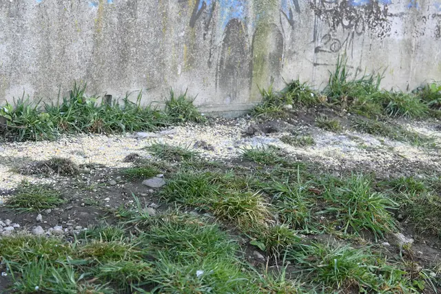 Taubenplage wird immer mehr zum Ärgernis