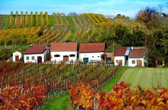 Enzersfeld feiert 35 Jahre – freu dich auf Wein, Musik und Prominenz