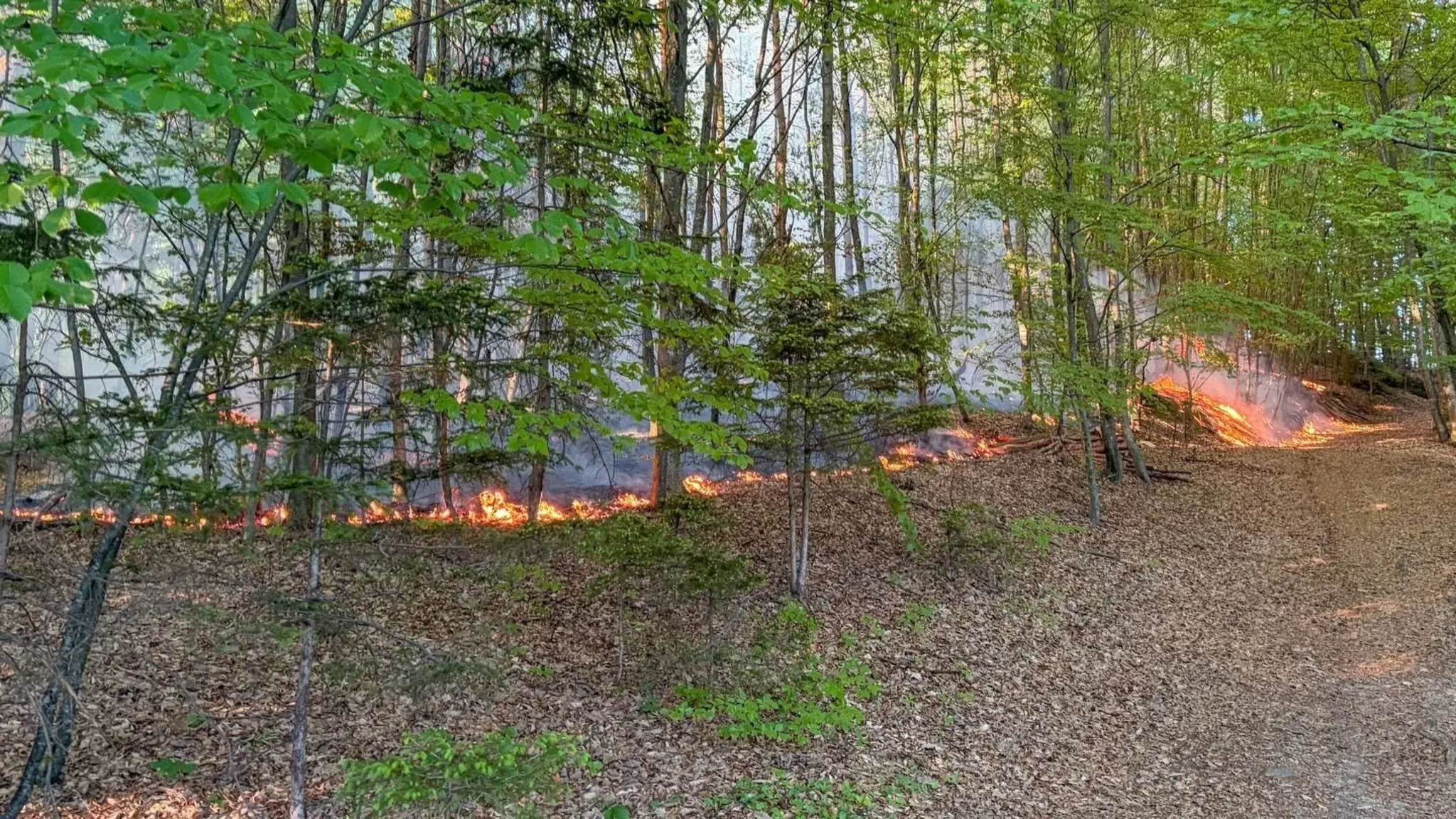 Forest fire in Unterlamm: Over 100 firefighters battled the flames near ...