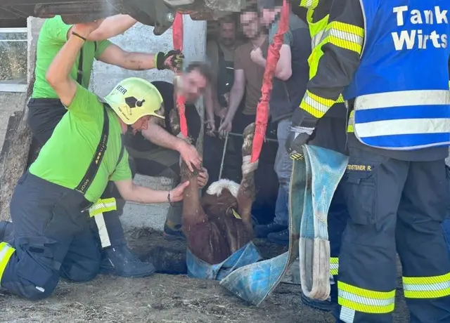 Jungstier Philipp nach spektakulärem Feuerwehr-Einsatz aus Betonschacht gerettet