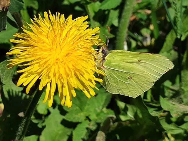 Der schöne Schmetterling ist ein Zitronenfalter.