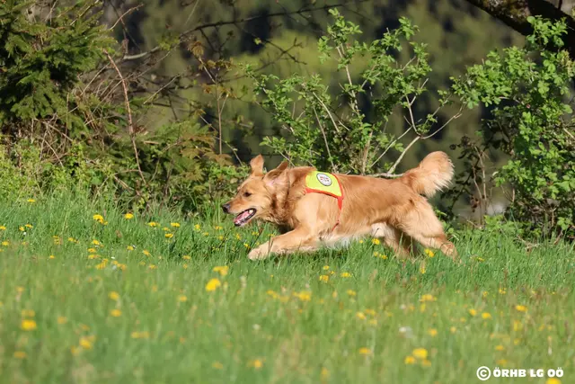 Ein Rettungshund bei der Arbeit. | Foto: ÖRHB LG OÖ