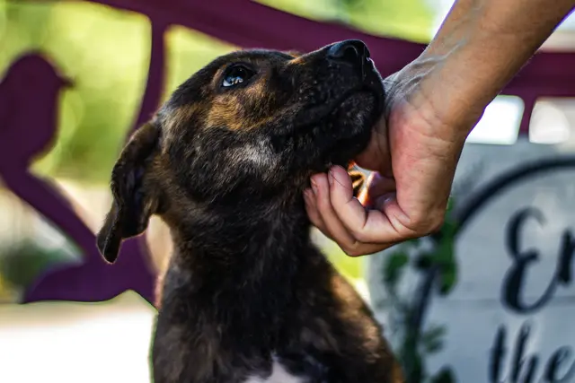 Reiche bis 10. Mai dein Tierschutzprojekt ein! | Foto: unsplash/Madeline Bowen