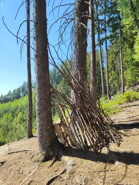 Kinder spielen gerne im Wald.