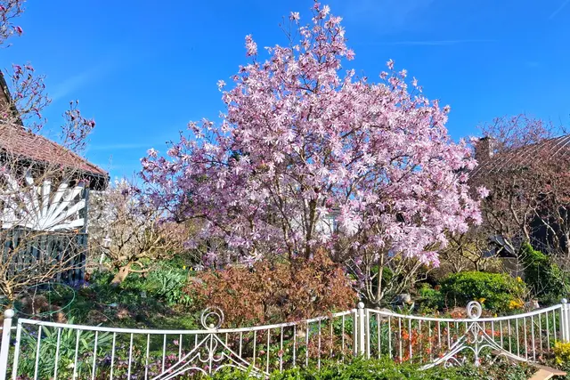 Heute Nachmittag in Vöcklabruck entdeckt und bewundert.