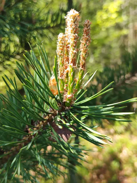 Alle Bäume treiben im Frühling neu aus.