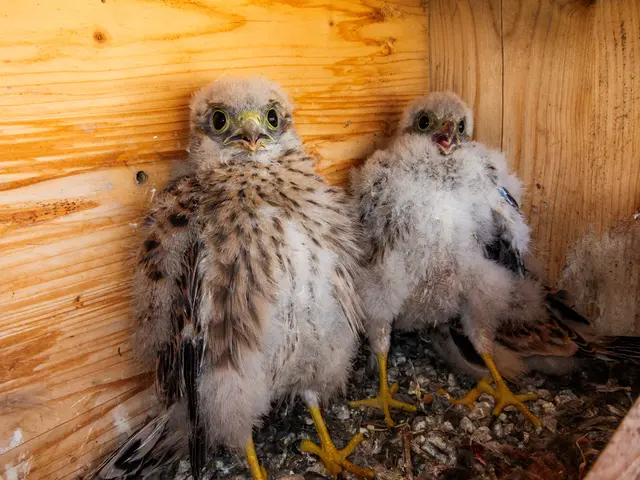 Die Vorfreude ist groß: Wie bereits in den vergangenen Jahren werden die Jungvögel in etwa 27 bis 29 Tagen schlüpfen. (Foto aus dem Vorjahr) | Foto: St. Martins Therme &amp; Lodge / Leander Khil