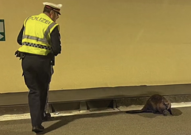 "Justin" wird hier von der Polizei gerettet. | Foto: Polizei Kärnten