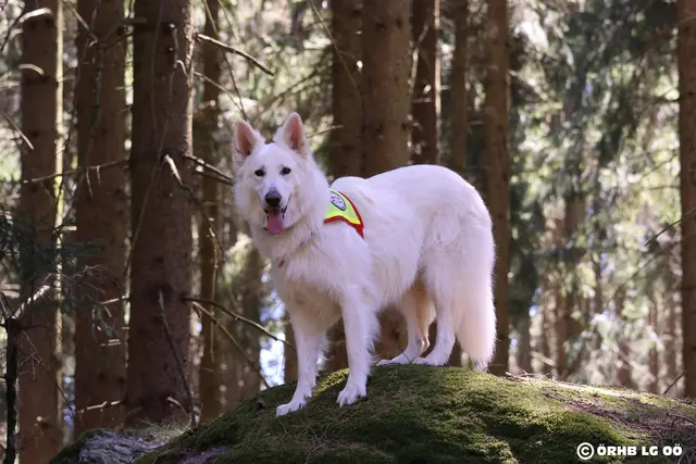 Ein Rettungshund bei der Arbeit. | Foto: ÖRHB LG OÖ