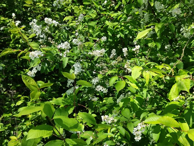 Die Traubenkirsche ist ein Strauch der im Frühling blüht.