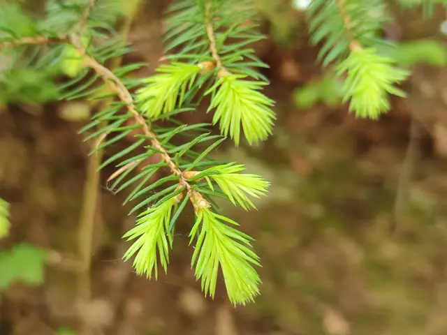 Auch die Nadelbäume wachsen im Frühling.