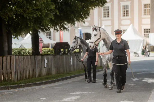 Frühlingsfest im Lipizzanergestüt Piber