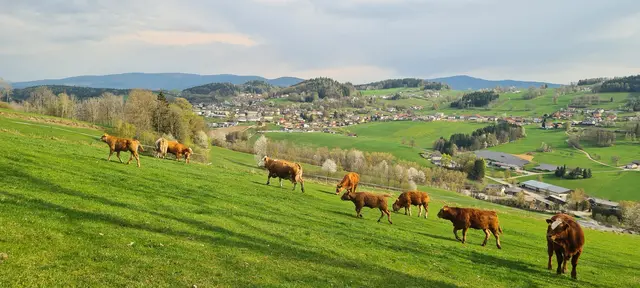 Erster Weidetag in diesem Jahr, da geht's rund😅🐂🐄