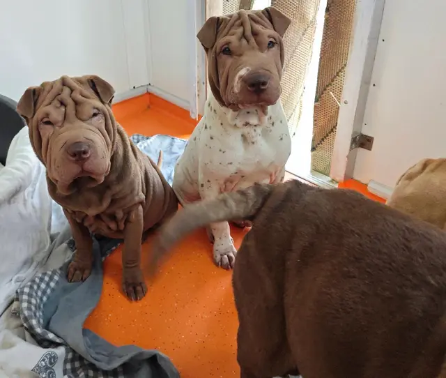15 Shar Pei-Hunde bringen das Tierheim Franziskus an seine Grenzen