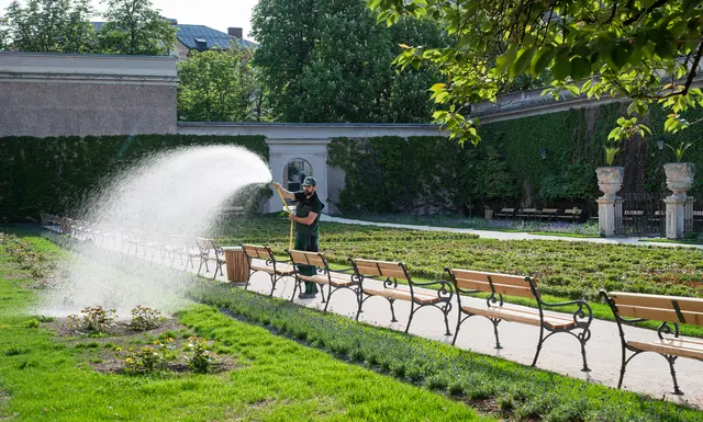 Der Rosengarten im Mirabellgarten Salzburg wurde umfangreich saniert und neu bepflanzt.  | Foto: Stadt Salzburg