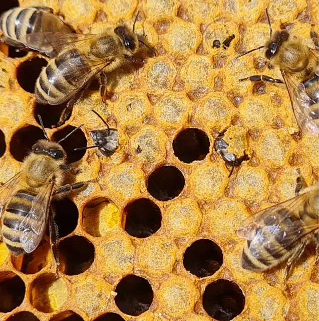 Von Winter auf Sommer 
ist für Bienen überlebenswichtig
Foto: Glaser 