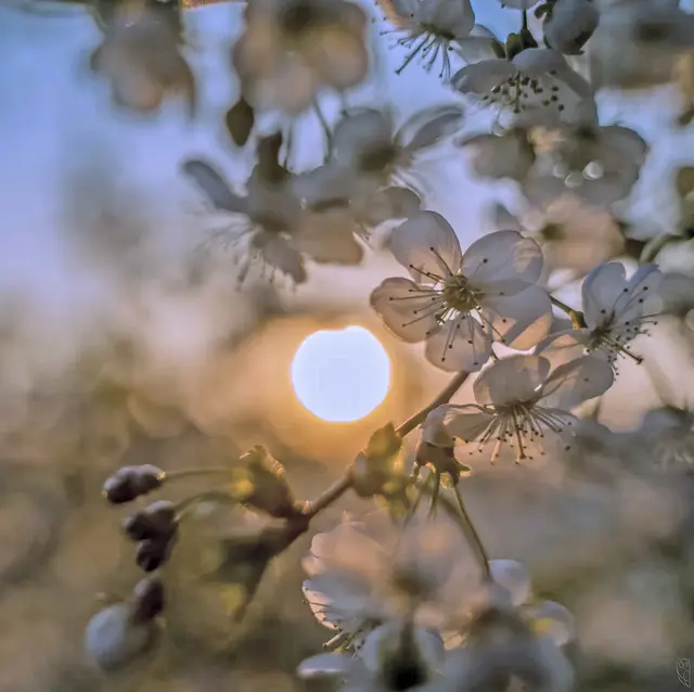 Chancen sind wie Sonnenaufgänge,
wer zu lange wartet, der versäumt sie.
Foto: Glaser 