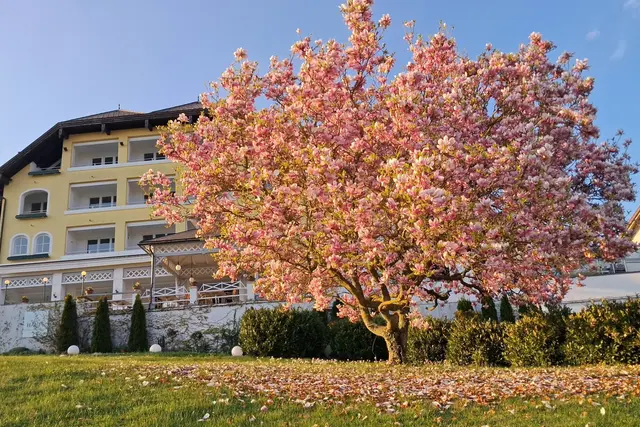 ......denn es hat sich beim Hotel-Häupl in Seewalchen bereits ein Blütenteppich gebildet.
Gestern Abend auf der Heimfahrt, noch schnell bewundert und festgehalten.