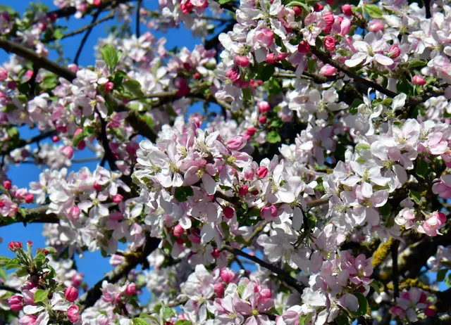So schön war der April in Oberösterreich - Jetzt durchklicken! | Foto: A. Gasselsberger