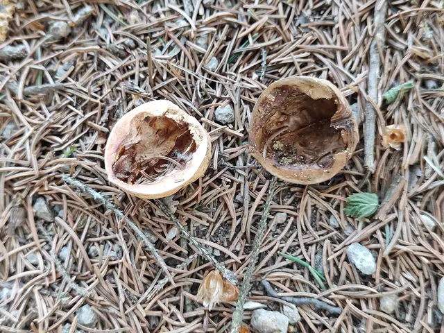 Eine leere Nuss am Waldboden.