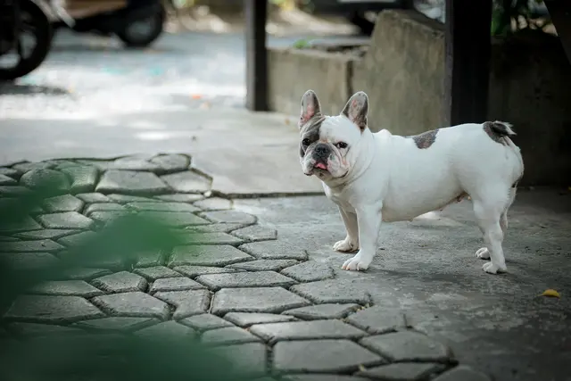 Foto: pexels / 🇻🇳🇻🇳Nguyễn Tiế