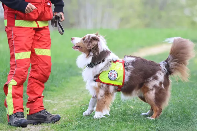 Ein Rettungshund bei der Arbeit. | Foto: ÖRHB LG OÖ