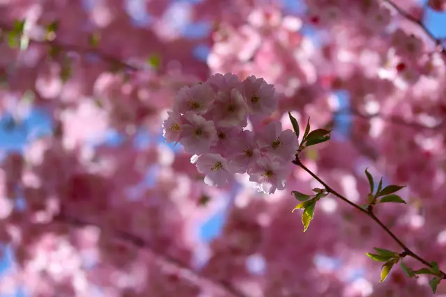 .....den ich heute mit großer Freude in Vöcklabruck,
mit der Kamera festhalten durfte.
Es könnte sich um den Baum der japanischen BLÜTENKIRSCHE handeln.? 
